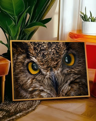 After Hover: Eule im Portrait