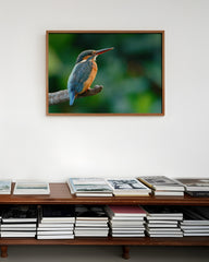 After Hover: Eisvogel auf einem Ast