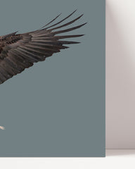 After Hover: Fliegender Weißkopfseeadler