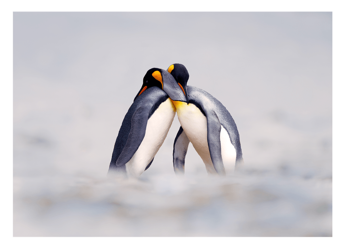 Kuschelnde Pinguine