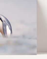 After Hover: Kuschelnde Pinguine