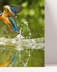 After Hover: Jagender Eisvogel am Wasser