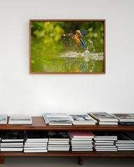 After Hover: Jagender Eisvogel am Wasser