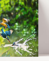 After Hover: Eisvögel auf der Jagd