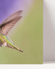 After Hover: Vogel an Blüte