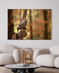 After Hover: Eule im Wald