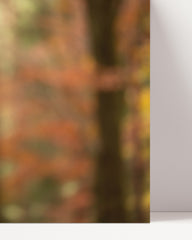 After Hover: Eule im Wald