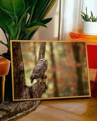 After Hover: Eule im Wald