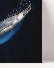 After Hover: Schwimmender Pinguin