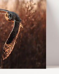 After Hover: Fliegende Eule