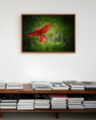 After Hover: Fliegender roter Papagei