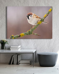 After Hover: Süßer Spatz