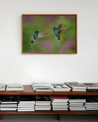 After Hover: Fliegende Kolibris