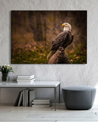 After Hover: Weißkopfsee-Adler