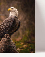 After Hover: Weißkopfsee-Adler