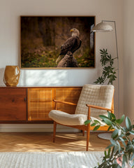 After Hover: Weißkopfsee-Adler