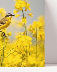 After Hover: Vogel im Blumenmeer