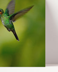 After Hover: Fliegender Kolibri