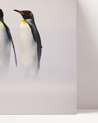 After Hover: Familie von Königspinguinen - Wildtier Fotografie