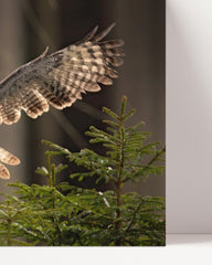 After Hover: Fliegende Eule