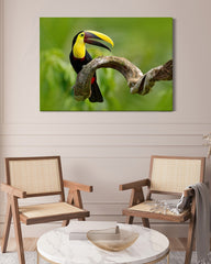 After Hover: Tukan Vogel Fotografie - Grüner Regenwald