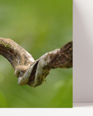 After Hover: Tukan Vogel Fotografie - Grüner Regenwald