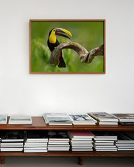 After Hover: Tukan Vogel Fotografie - Grüner Regenwald