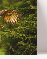 After Hover: Fliegende Eule