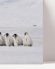 After Hover: Pinguin-Mama mit Küken