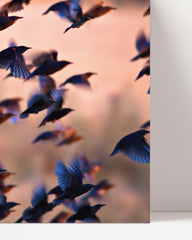 After Hover: Kolibri-Schwarm