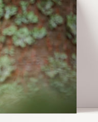 After Hover: Eule hinter Baum