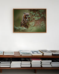 After Hover: Eule hinter Baum