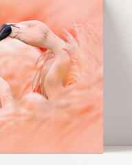 After Hover: Flamingos