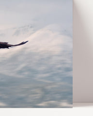 After Hover: Fliegender Weißkopfseeadler