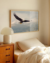 After Hover: Fliegender Weißkopfseeadler