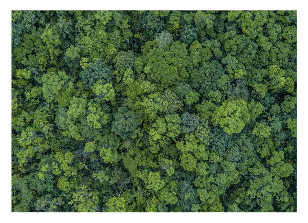 Baumkronen von oben