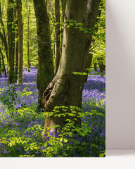After Hover: Violette Blumen im Wald - Natur Fotografie