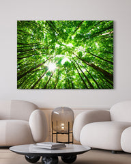 After Hover: Baumkronen von unten