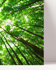 After Hover: Baumkronen von unten