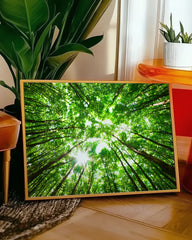 After Hover: Baumkronen von unten