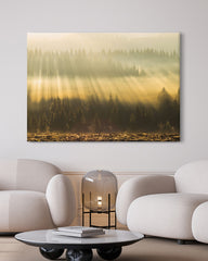 After Hover: Sonnenstrahlen am Wald