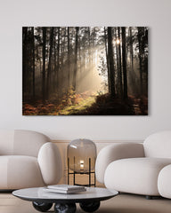 After Hover: Wald Fotografie mit Sonnenstrahlen