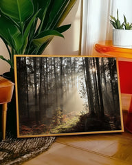 After Hover: Wald Fotografie mit Sonnenstrahlen