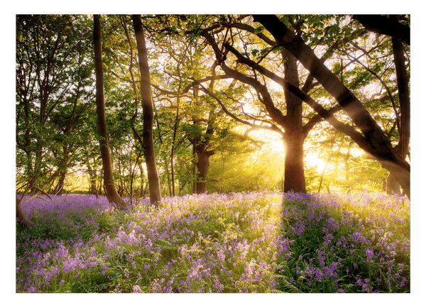 Blumen im Wald auf sonniger Lichtung
