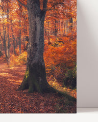 After Hover: Herbstbäume