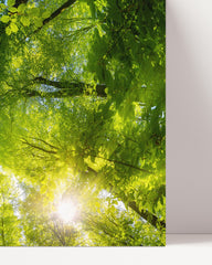 After Hover: Baumkronen