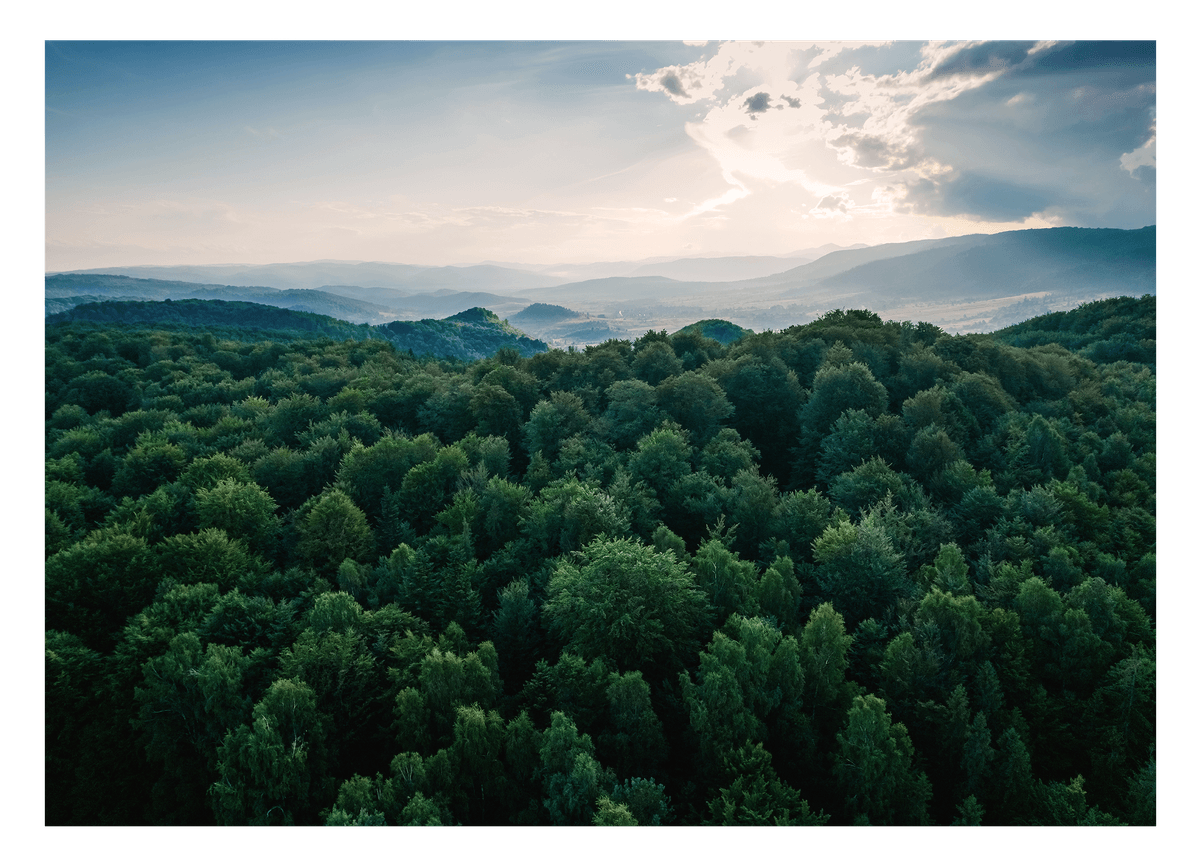 Sonne über grünem Wald von oben