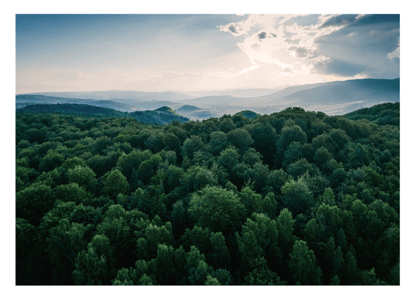 Sonne über grünem Wald von oben