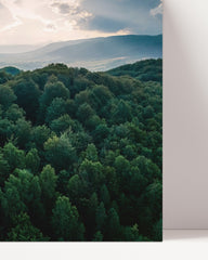 After Hover: Sonne über grünem Wald von oben