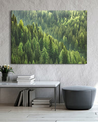 After Hover: Wald von oben - Grüne Baumkronen